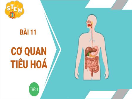 Bài giảng Stem Lớp 3 - Bài 11: Cơ quan tiêu hoá