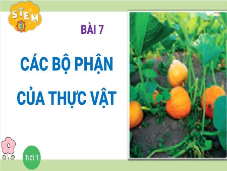 Bài giảng Stem Lớp 3 - Bài 7: Các bộ phận của thực vật